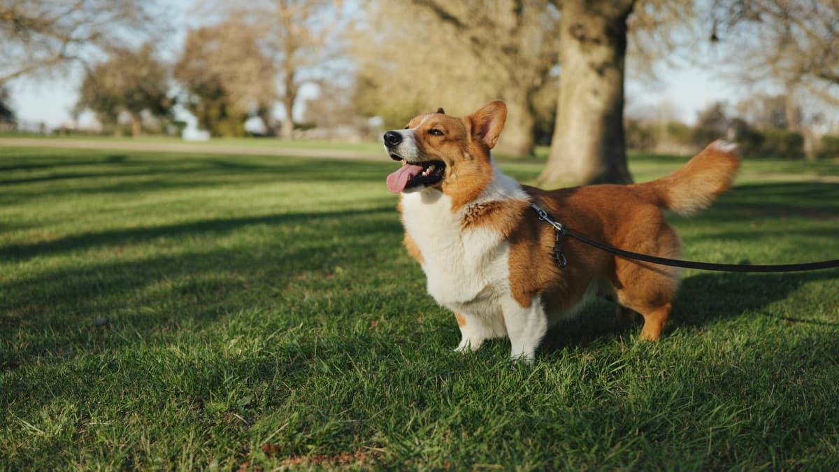 Pembroke Welsh Corgi in Singapore & Malaysia: Care and Housing