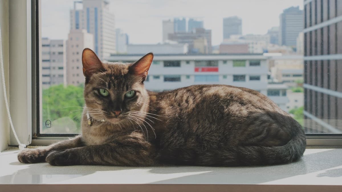 Cat Insurance in Singapore: Cover and Quote Checks