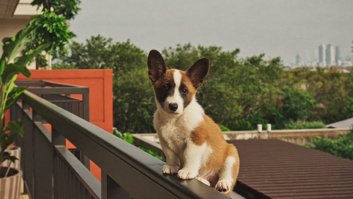 Corgi Prices in Singapore: Listings, Housing and Buyer Checks