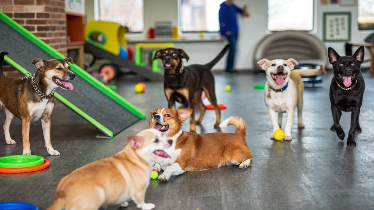 Dog Boarding Prices in Singapore & Malaysia: Rates and Booking Costs