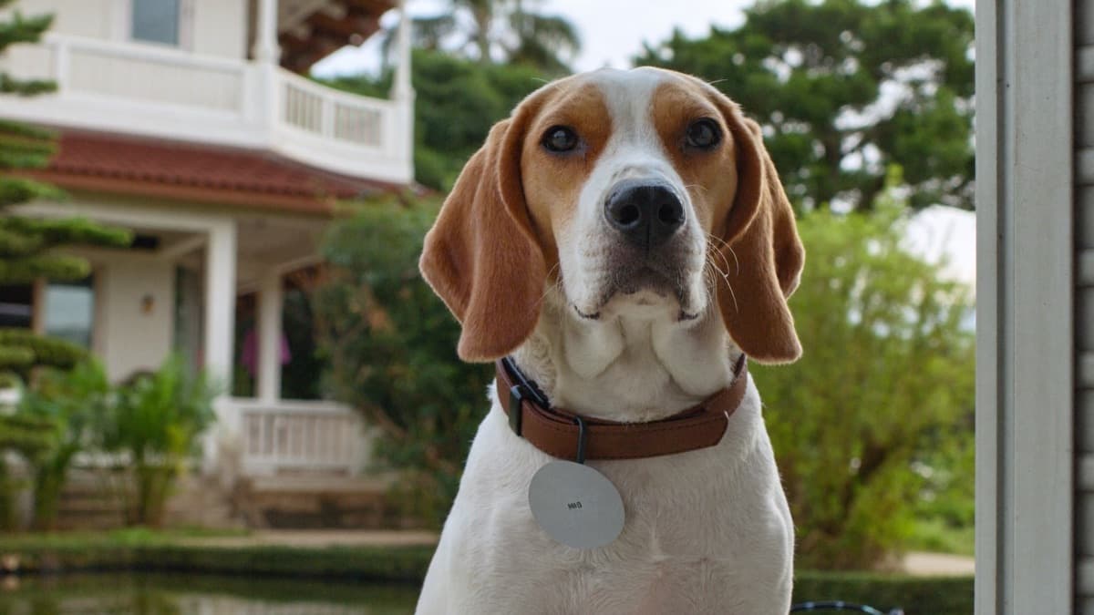 Dog Licence in Malaysia: Council Fees & Housing Rules (2026)