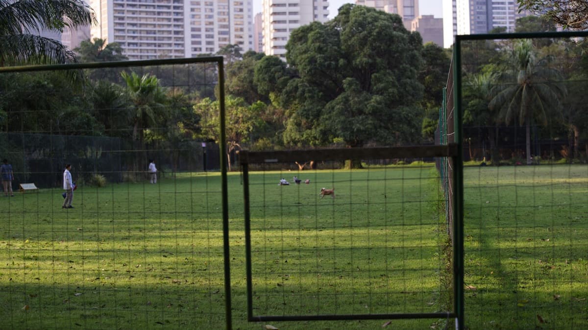 Dog Runs in Singapore: Closures, Hours and Visit Planning