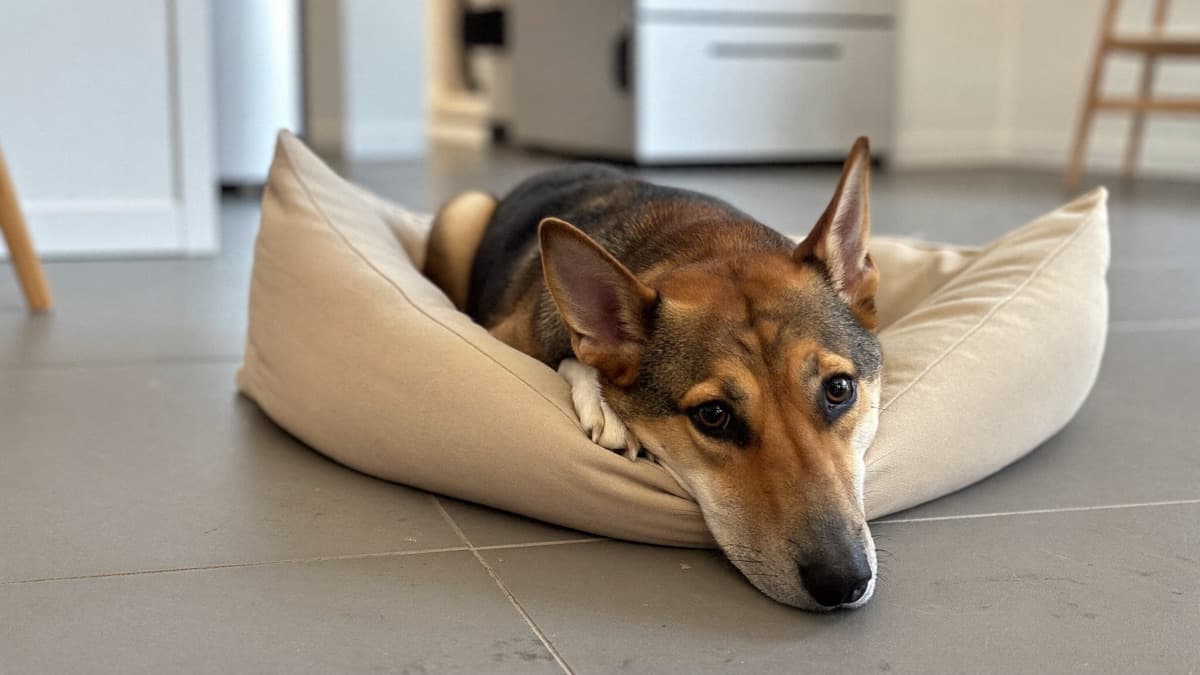 Dog Sterilisation Cost in Singapore: Clinic Fees and Extras