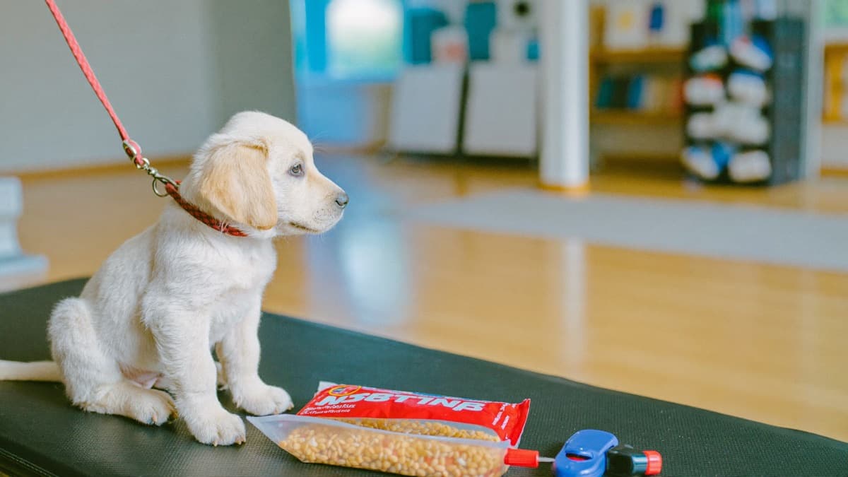 Dog Training Prices in Singapore: Group and Private Fees (2026)