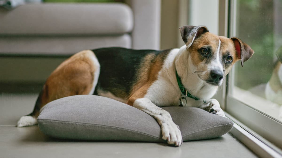 Fostering a Dog in Singapore: Commitments, Costs and HDB Checks