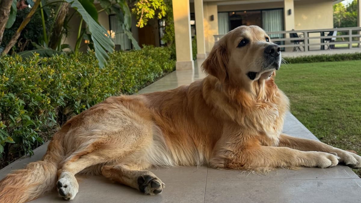 Pet Insurance in Malaysia: Dog Premiums and Cover to Compare