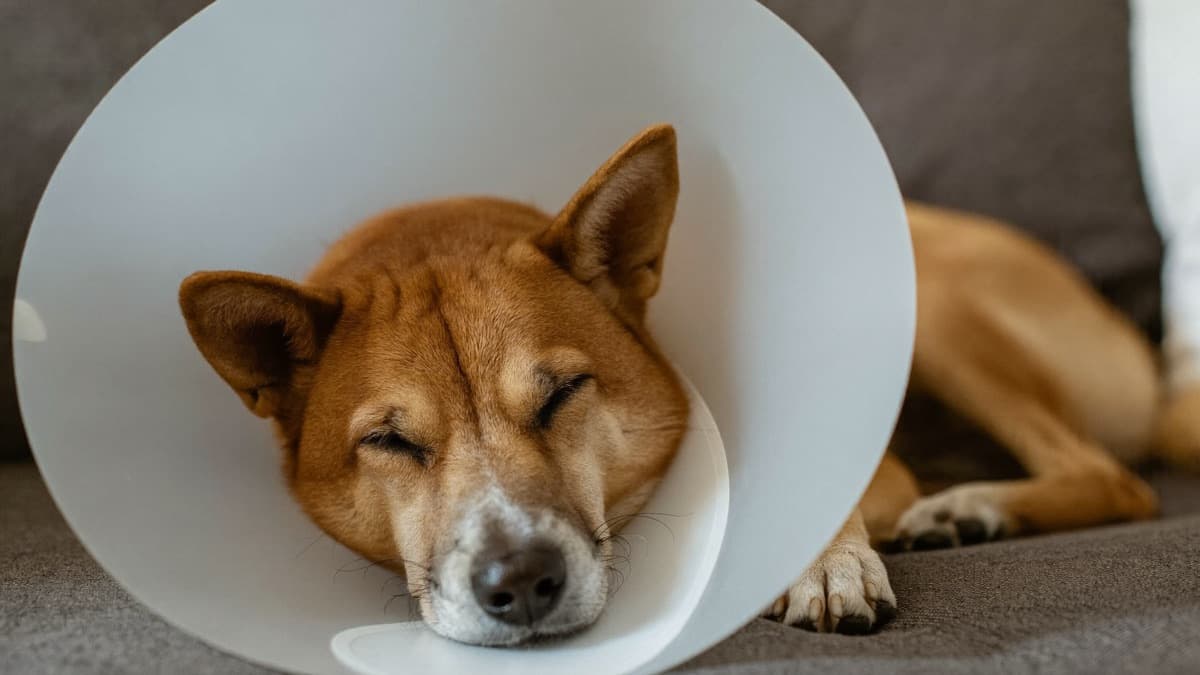 Pet Insurance in Singapore and Malaysia: How to Compare Cover