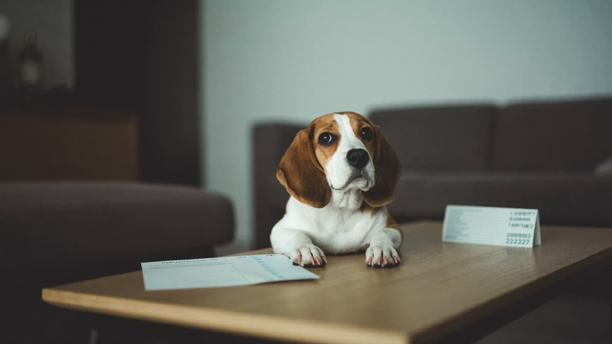 Pet Insurance Waiting Periods in Singapore: Selected Plans