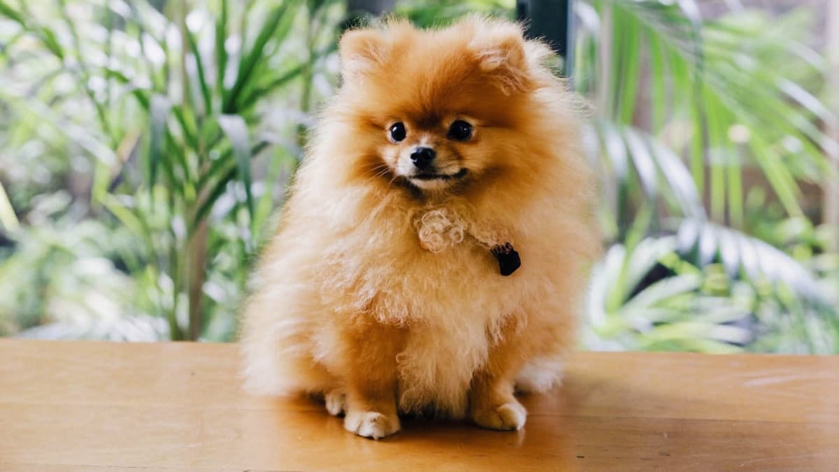 Pomeranian Price in Malaysia: Listings and Buying Costs