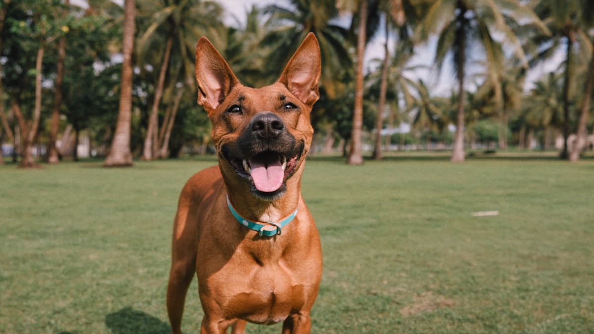 Singapore Special Dogs: Adoption, Temperament and HDB Rules