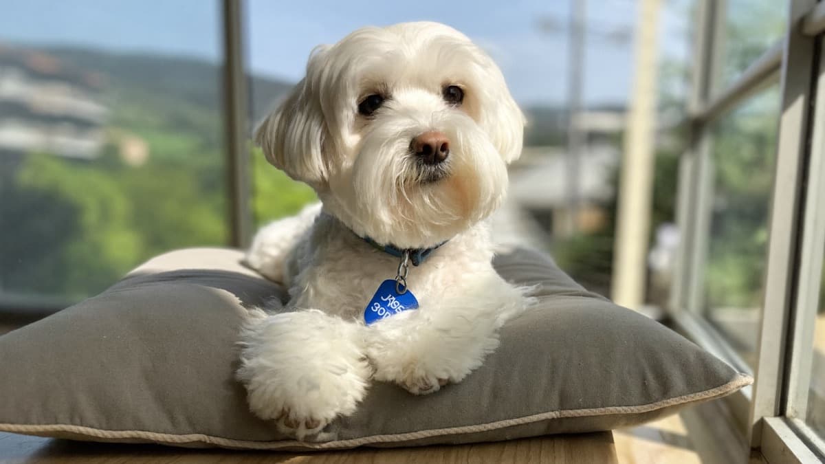Small Dogs for Adoption in Singapore: Listings and HDB Checks