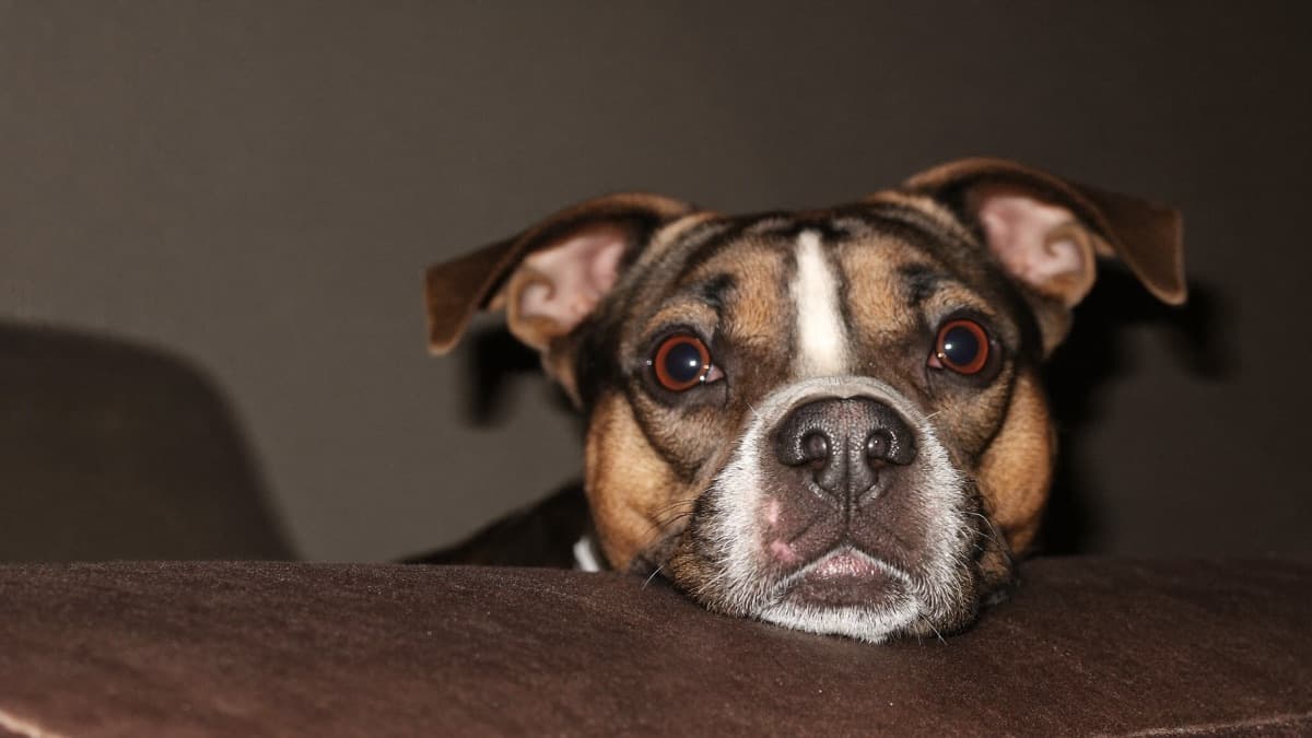 Why Does My Dog Stare at Me? Common Reasons and What to Do
