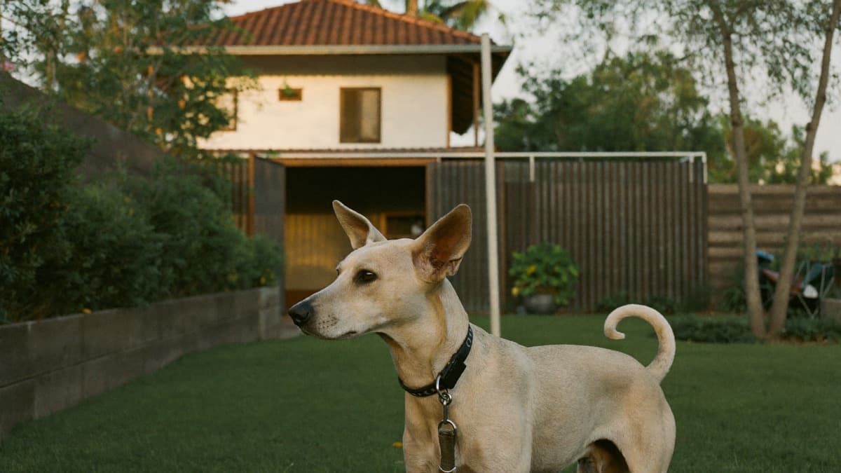 Kampung Dog in Malaysia: Adoption, Health and Care