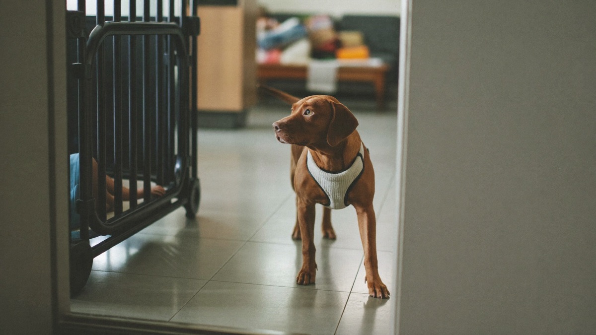 The first weeks are for watching the household from a safe distance — not joining it yet