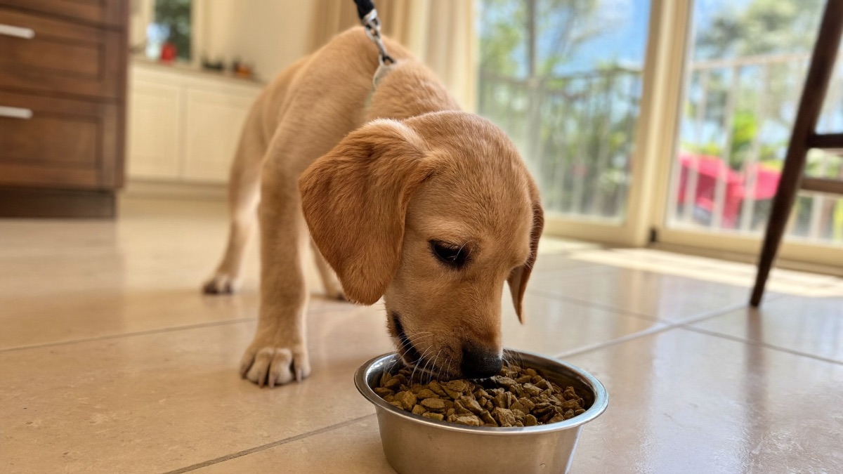 Best Puppy Food: The Criteria That Matter (Not a Brand List)