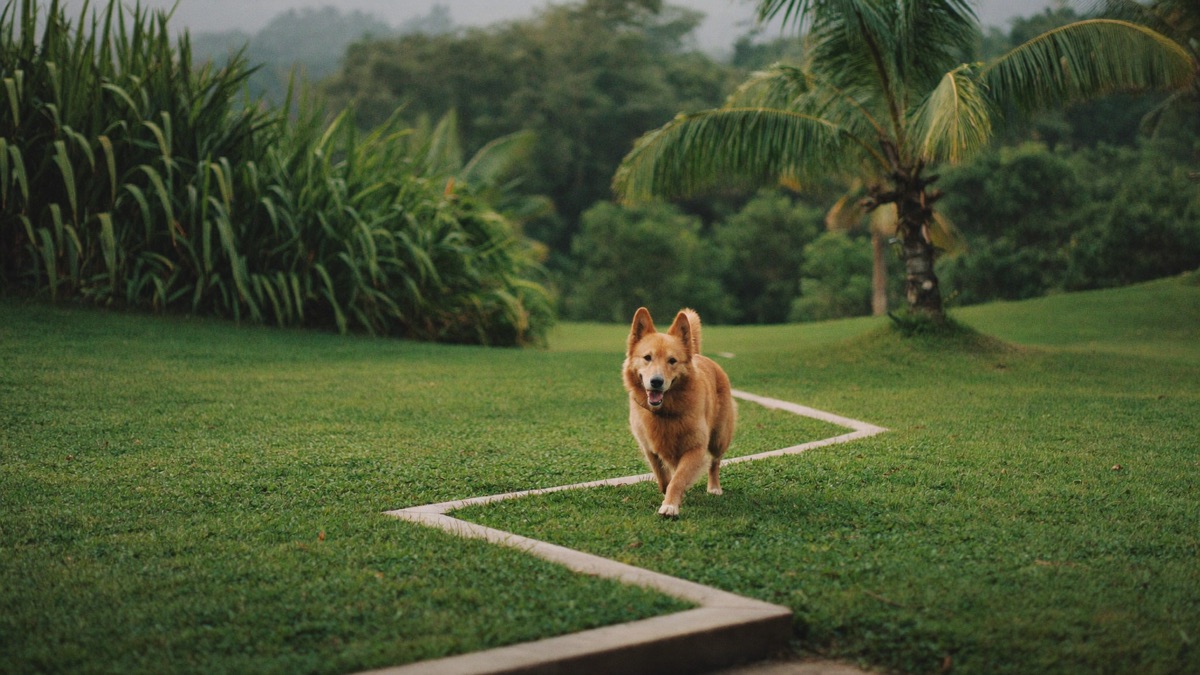 Blood in Dog Stool: Bright Red vs Black — Decoding Both
