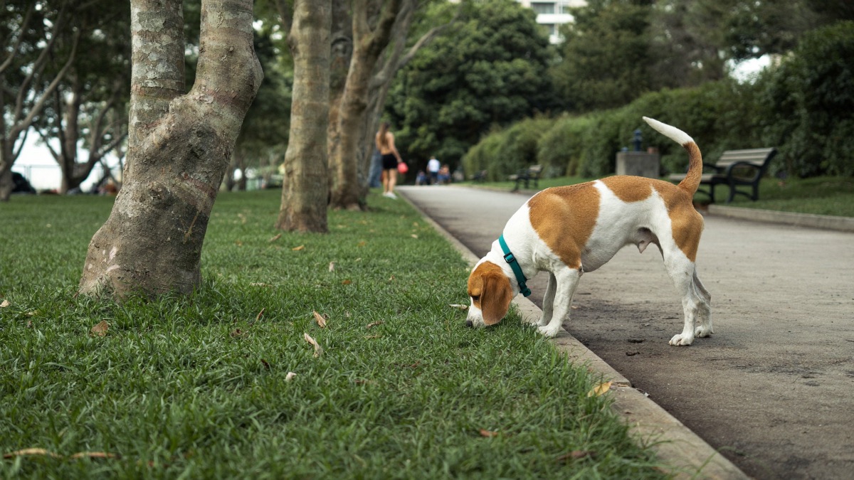Blood in Dog Urine: Never Normal — Here's the Triage