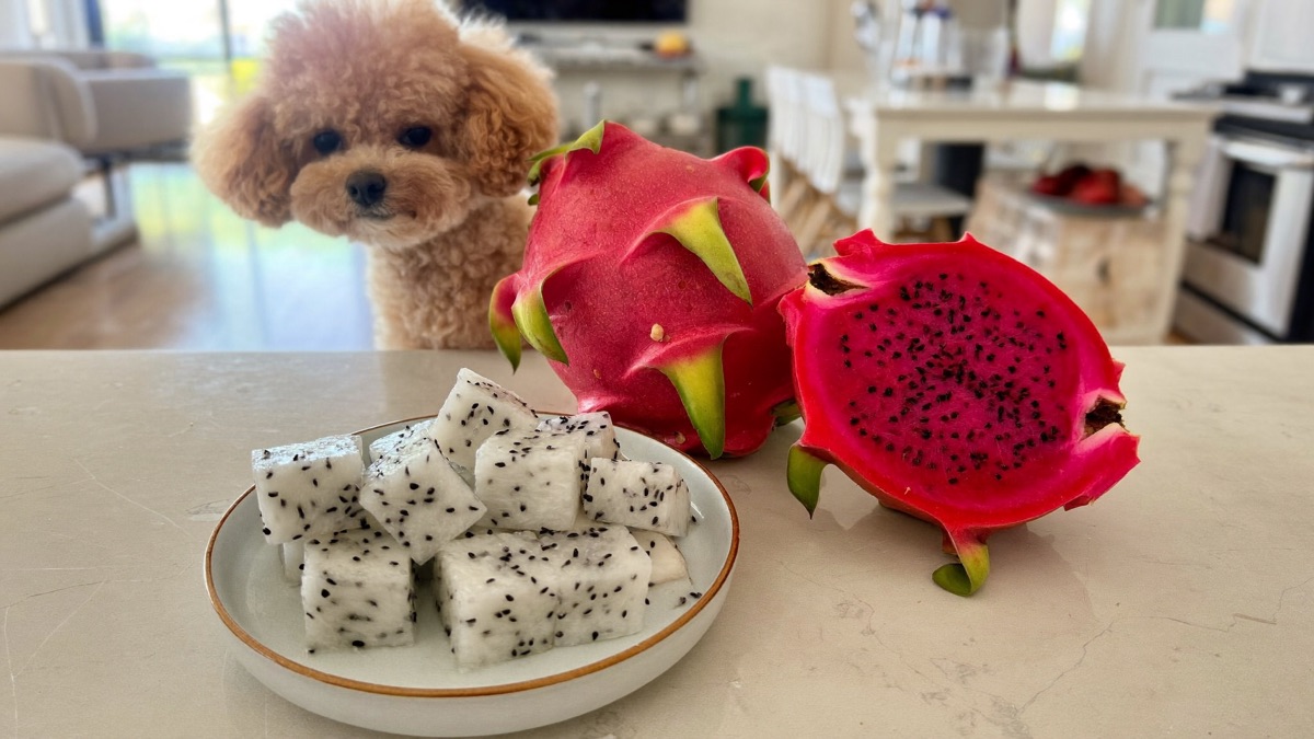 Can Dogs Eat Dragon Fruit? Yes — And Don't Panic at Pink Poop