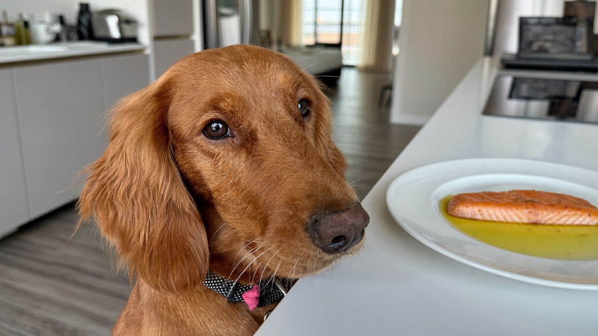Can Dogs Eat Salmon? A Vet-Informed Guide for Singapore and Malaysia