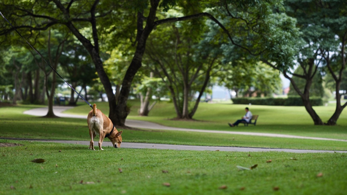 Short, easy sessions in real-world settings — distance is the dial, and the dog sets the pace