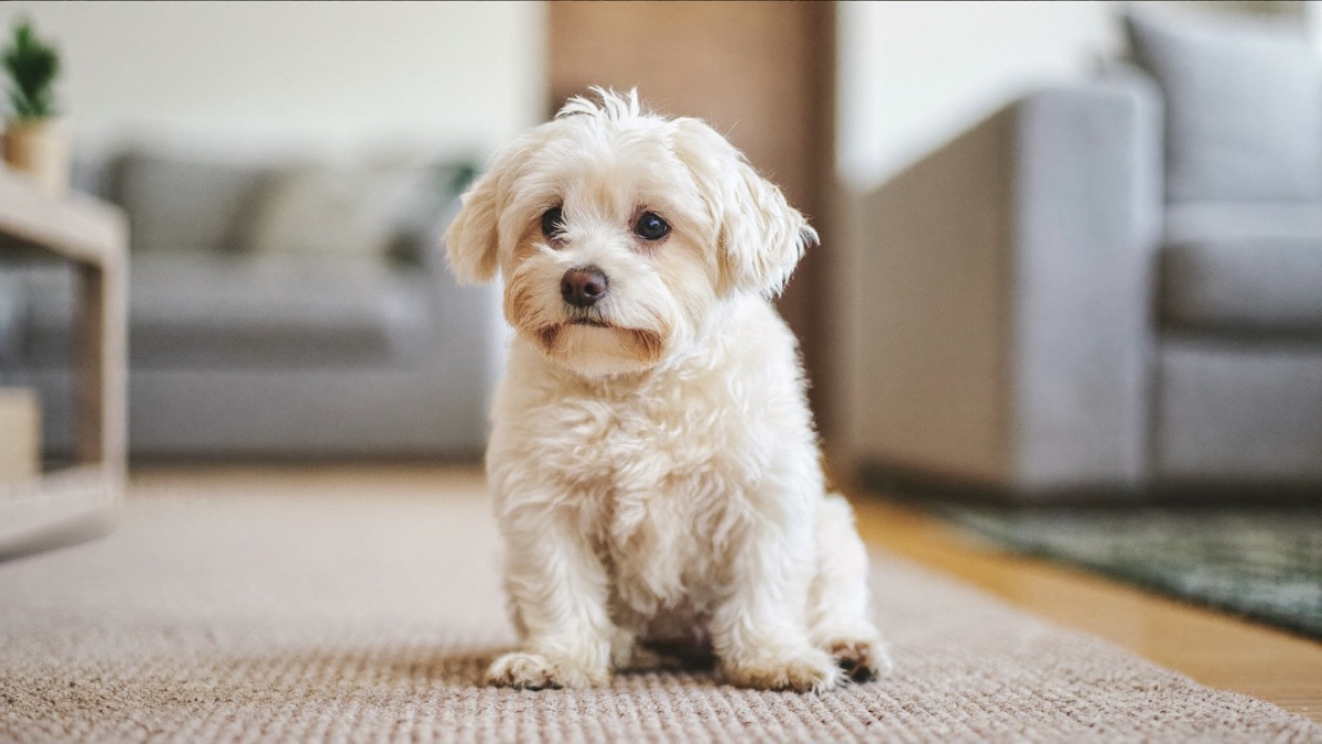 Dog Anal Glands: Why Dogs Scoot and What That Fishy Smell Means