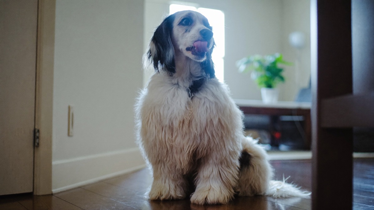 Dog Anxiety Signs: The Subtle Signals Most Owners Miss