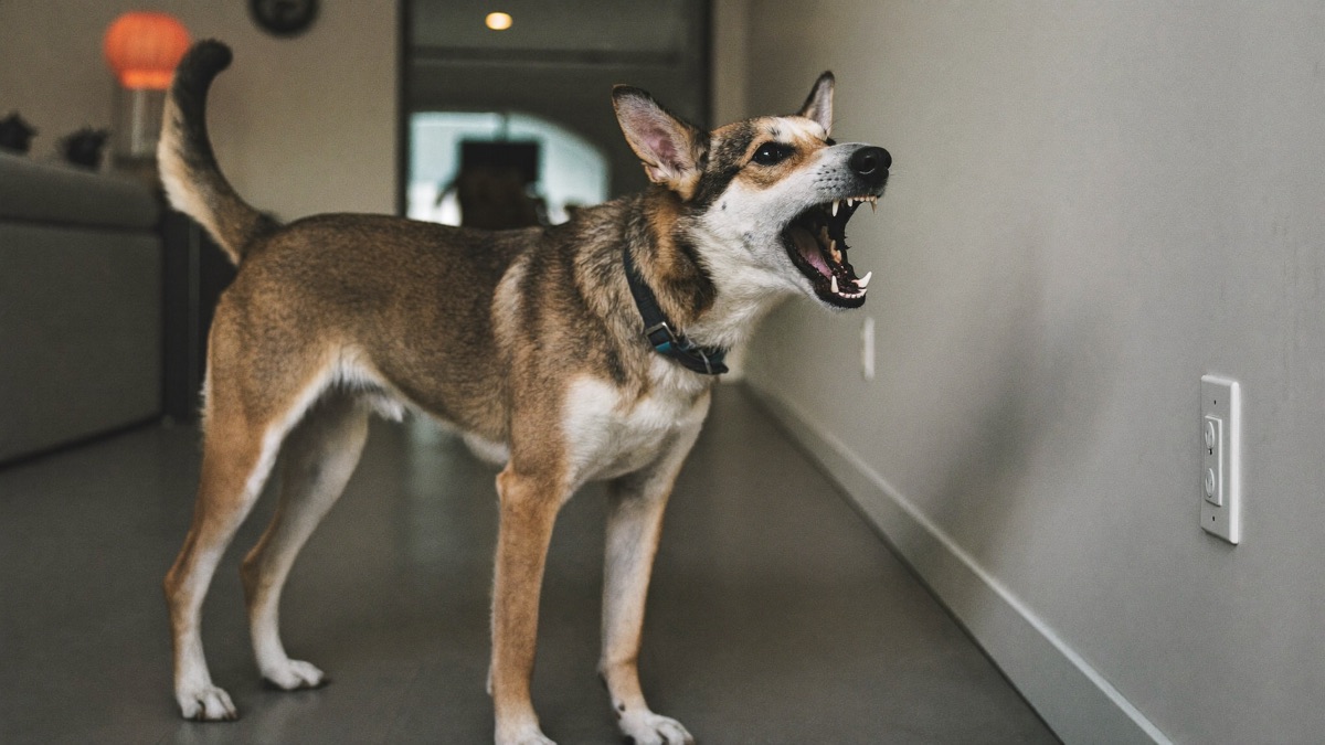 Dog Barking at Nothing? What Your Dog Hears That You Can't