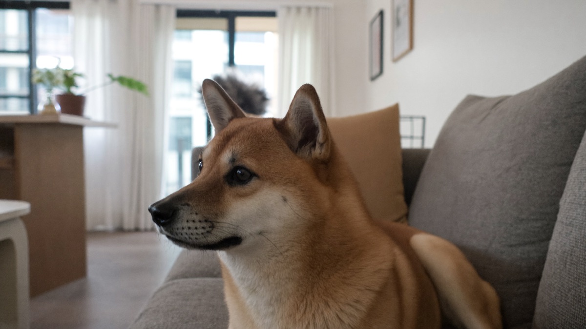 Give a signalling dog room to opt out — space given today buys relaxed greetings tomorrow