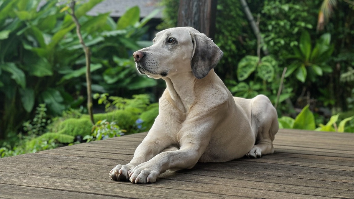 Dog Cancer Signs: 10 Early Warnings Owners Dismiss as Ageing