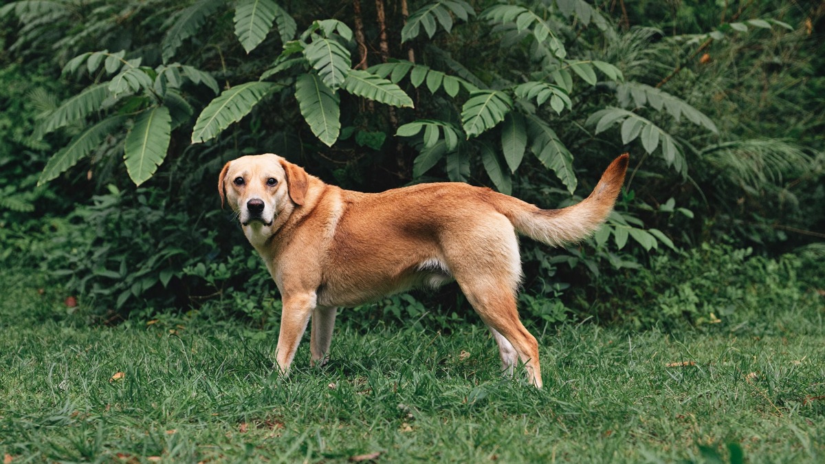 Dog Constipation: Safe Home Help and the Red Flags