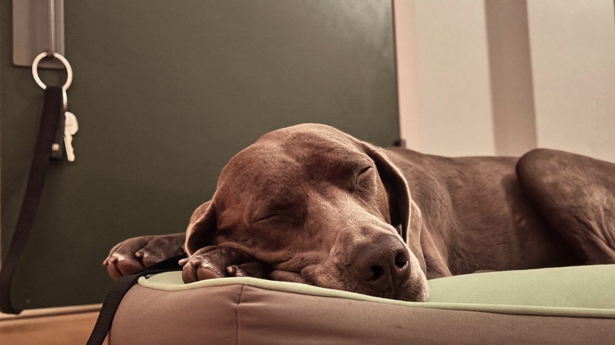 Dog Deafness: Going Deaf Gracefully — Signs, the Clap Test, Hand Signals