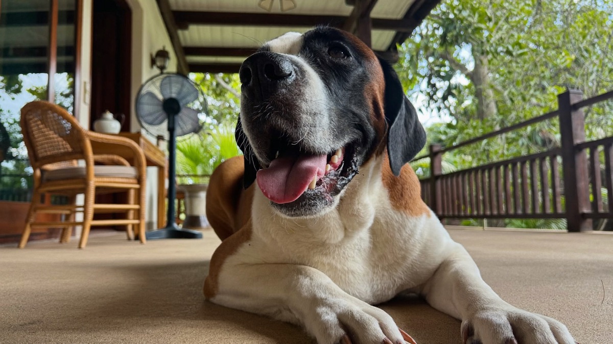 Dog Drooling: When It's Normal and When It's a Red Flag