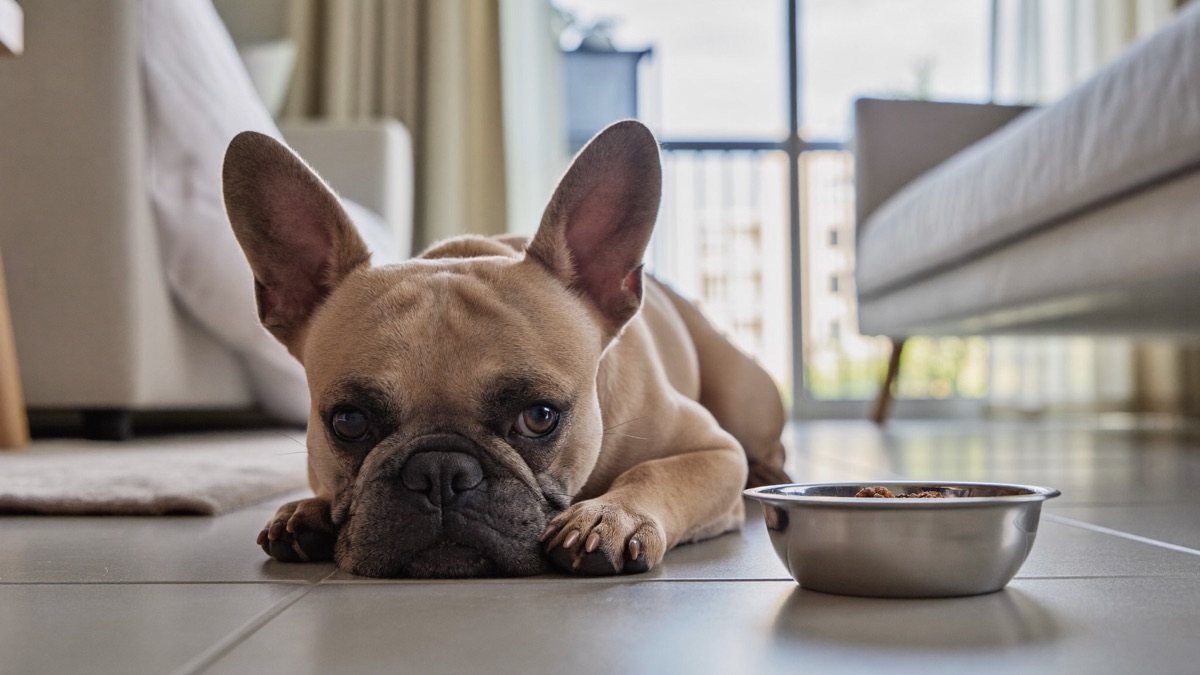 Dog Farting: Why Your Dog Is So Gassy and How to Actually Fix It
