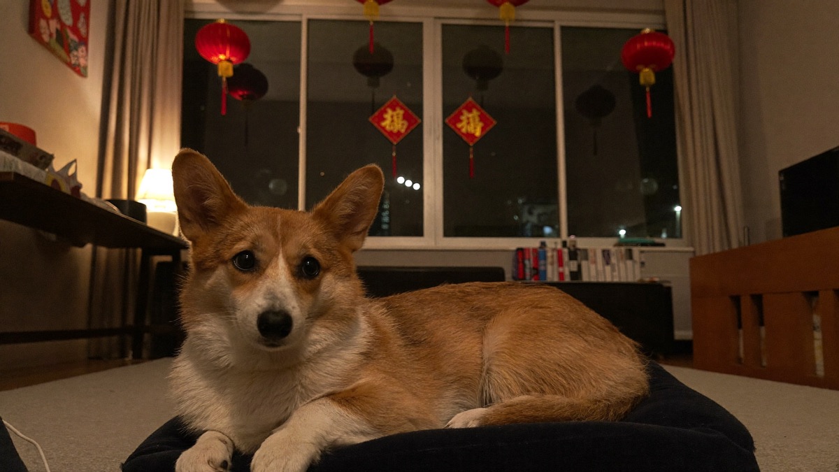 Dog Fireworks Anxiety: A CNY, NDP & New Year Survival Plan for SG/MY