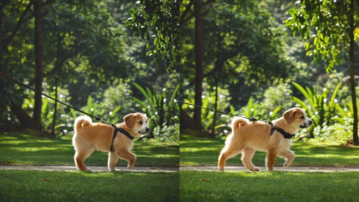 A short, even puppy cut is the practical everyday style for long-coated breeds in the tropics