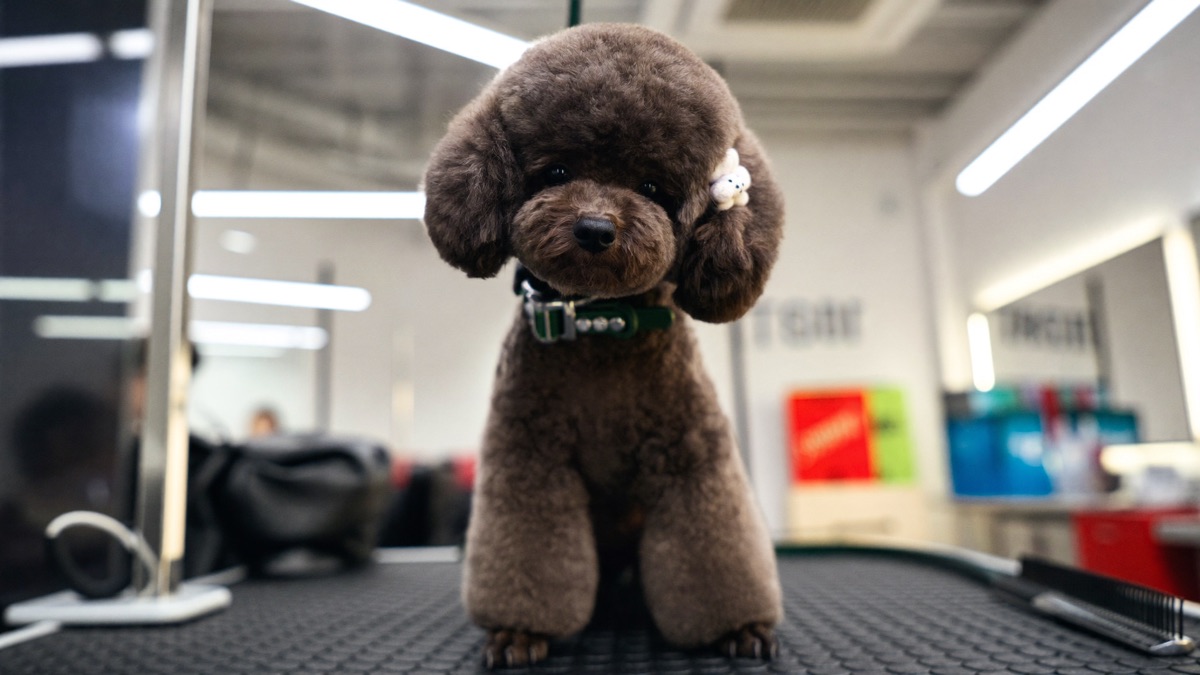 Dog Grooming Styles: Puppy Cut, Teddy Bear and Lion Cut Explained