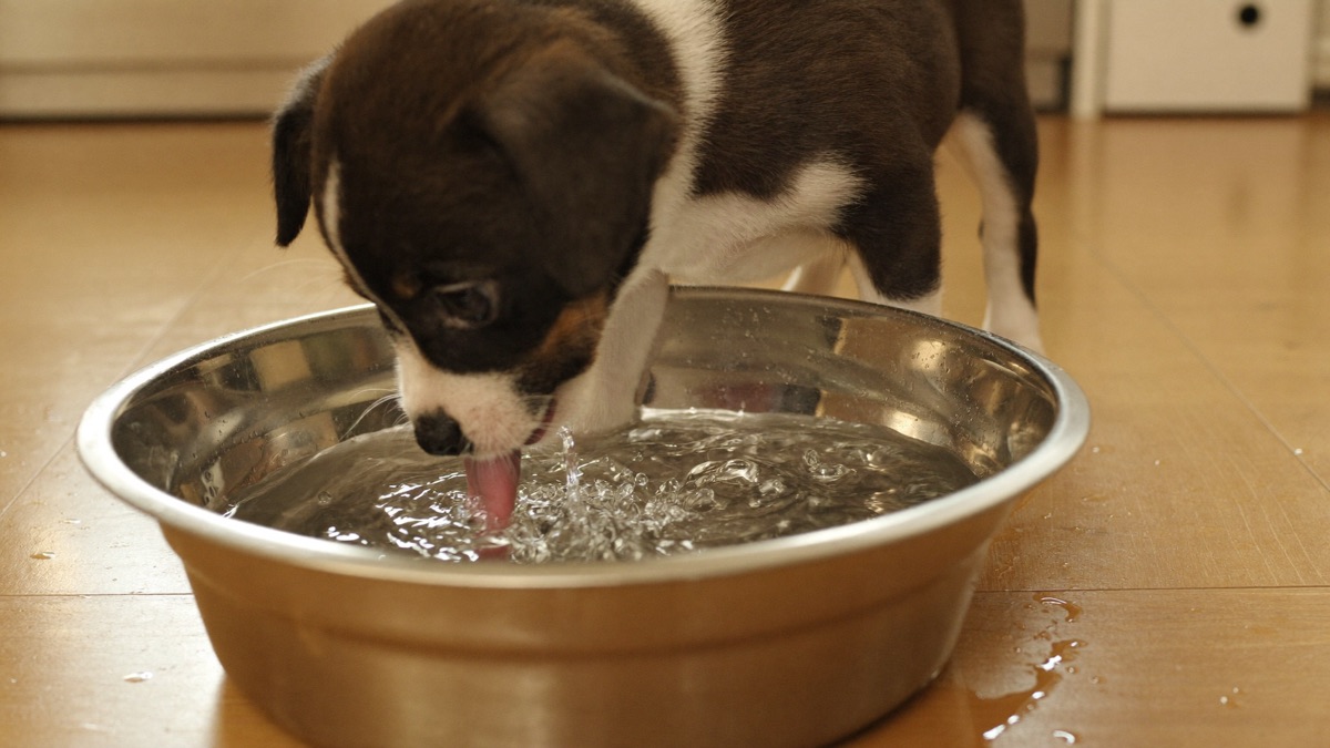 Most puppy hiccup bouts end on their own within minutes — a few slow licks of water helps them along