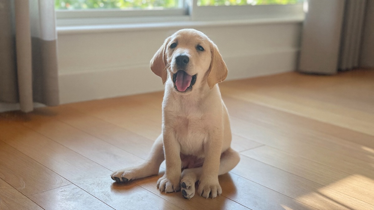 Dog Hiccups: Why Puppies Get Them Constantly and When to Worry