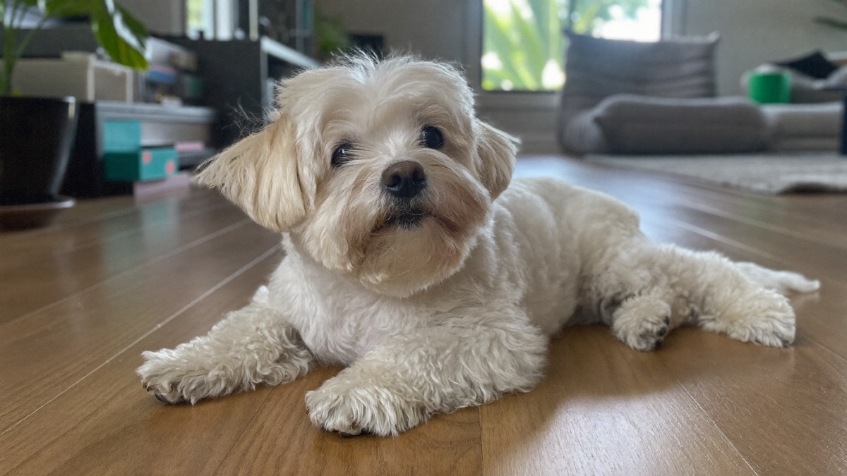 Dog Licking Paws Constantly? What Obsessive Paw-Licking Means
