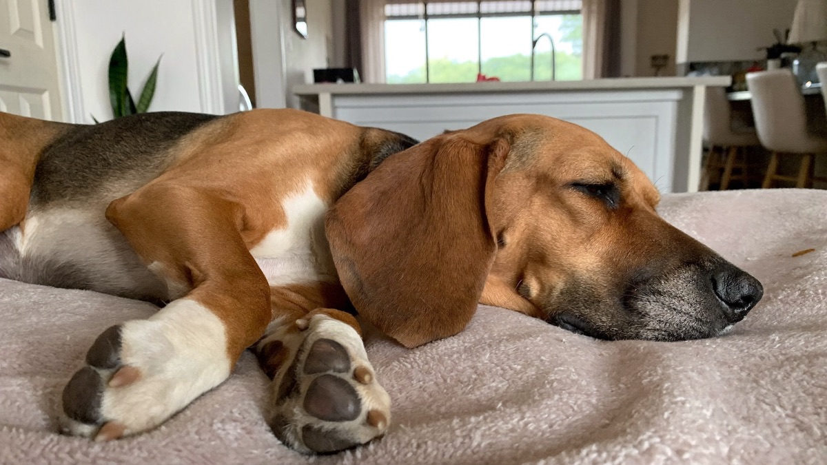 Dog Lumps and Bumps: The Decision Tree Every Owner Needs
