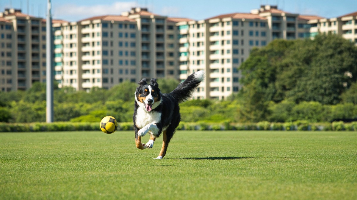 Fetch with an adult running the game gives the chase drive a legal target