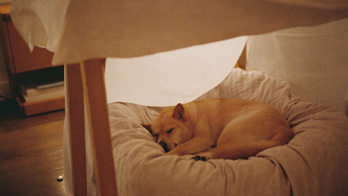 Dog Noise Phobia: The Complete Guide for SG/MY Homes