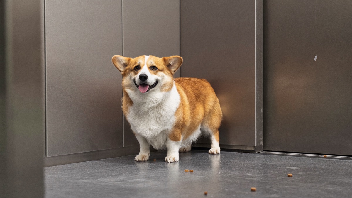 The entry treat-scatter gives the dog a job in the lift: head down, eating, back corner