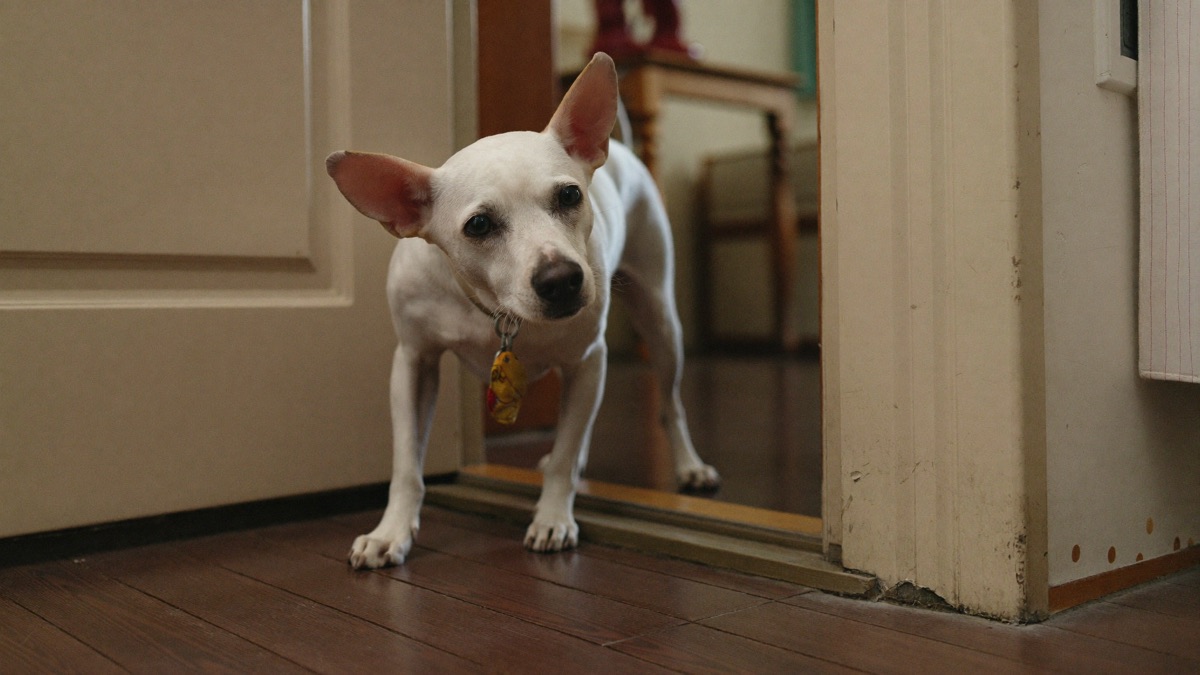 Dog Scared of Men: Why It's Rarely Abuse and How to Fix It
