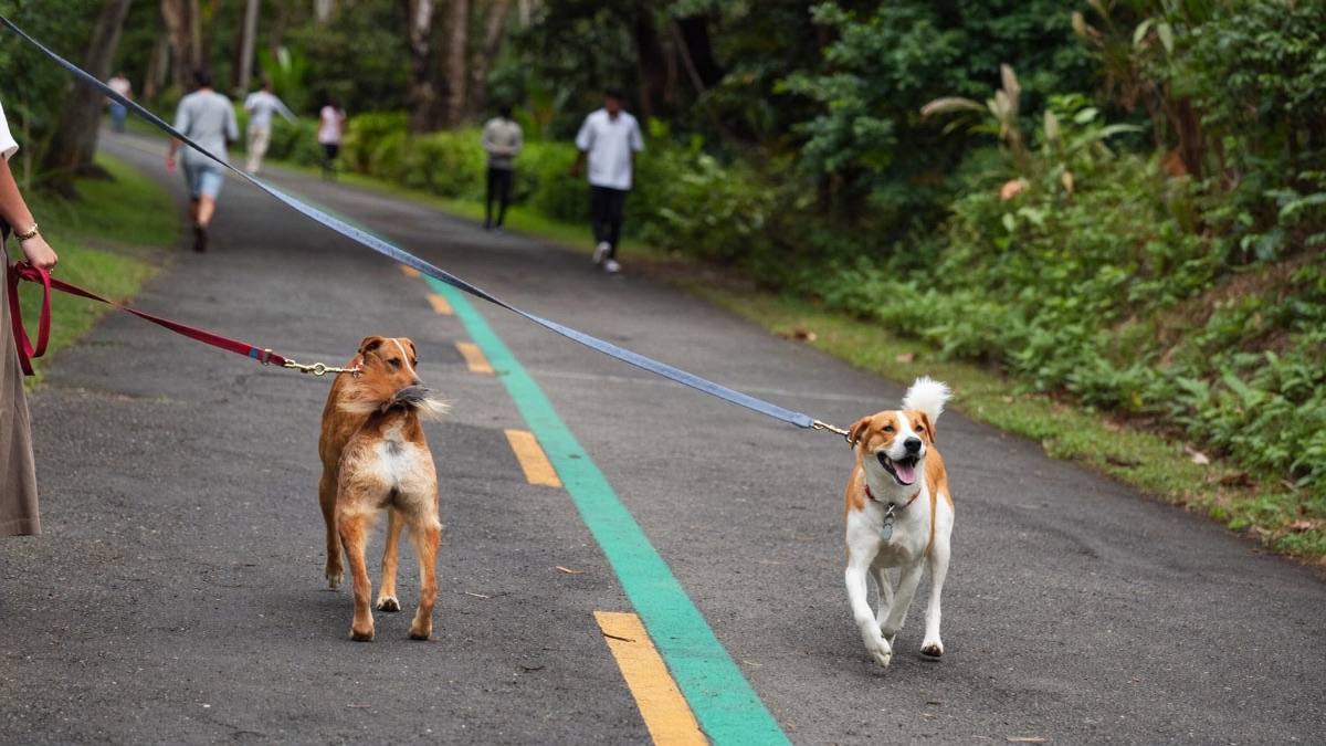 Dog Scared of Other Dogs: Rehab That Works (and Why Dog Parks Don't)