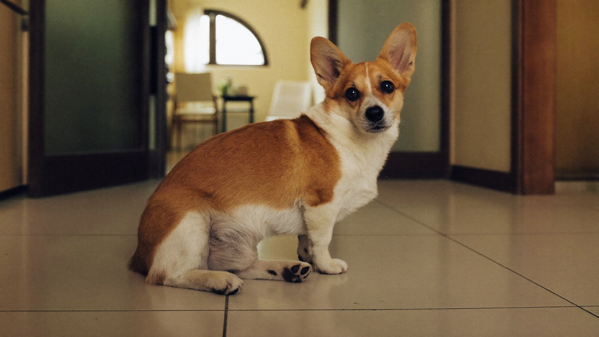 Dog Scooting: Why Dogs Drag Their Bottoms and When It Matters