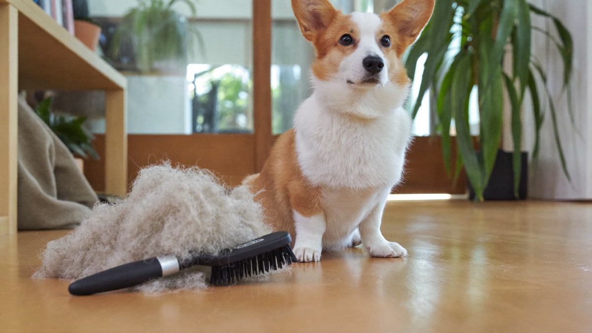 Dog Shedding in the Tropics: Why It Never Stops and How to Manage It