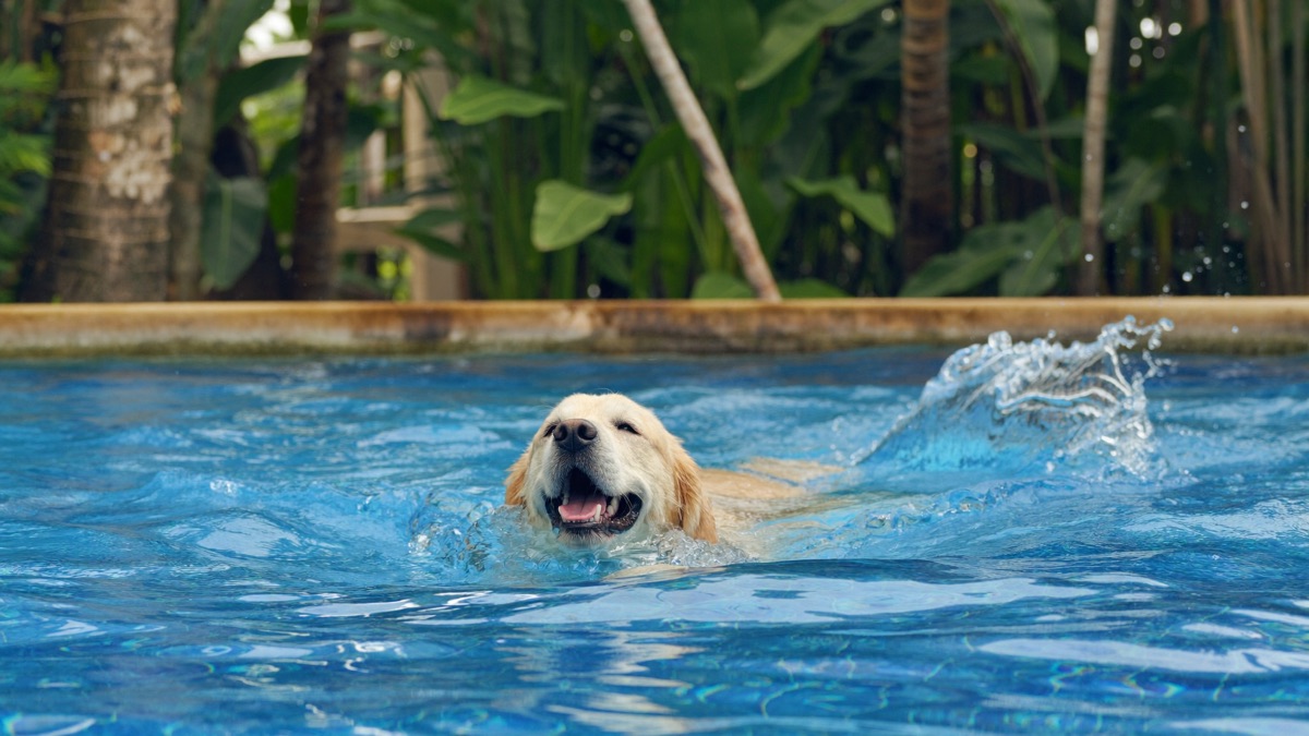 Dog Swimming in Singapore: Pools, Tanjong Beach and First-Swim Safety