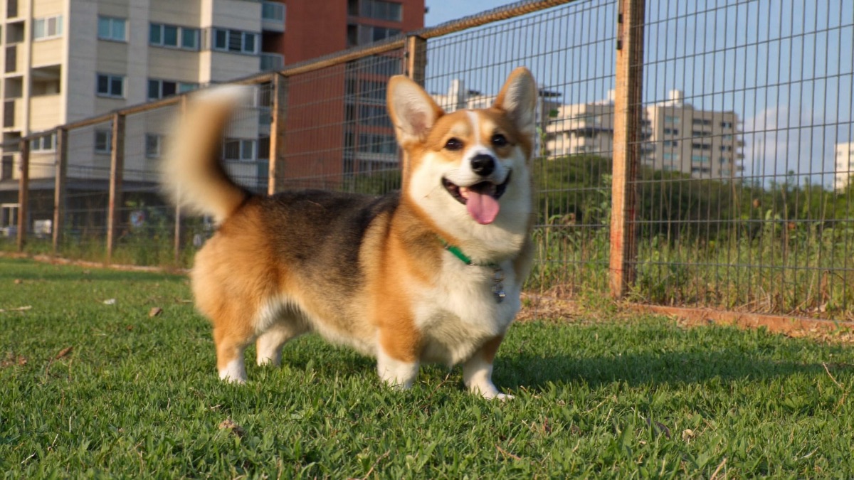 Dog Tail Wagging Meaning: Speed, Height and Direction Decoded