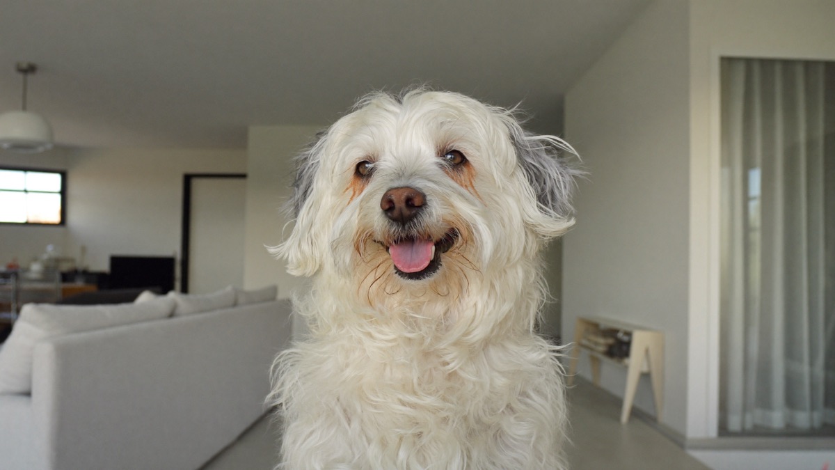 Dog Tear Stains: Why White Dogs Get Them and What Actually Works
